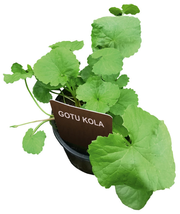 Gotu Kola